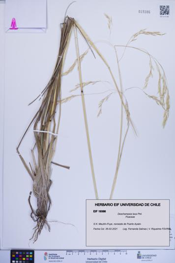 Deschampsia laxa [Espécimen: ]