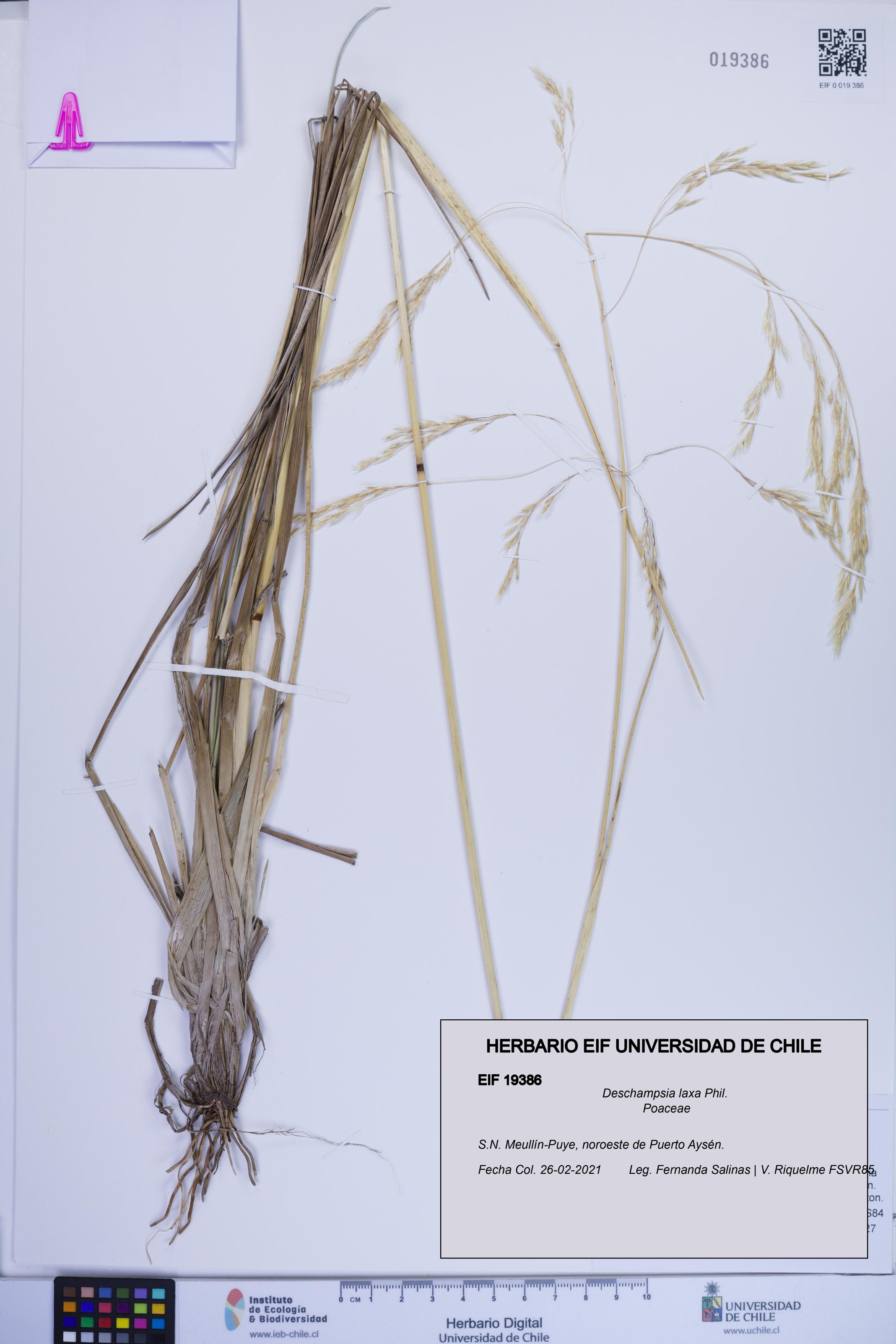 Deschampsia laxa [Espécimen: ]
