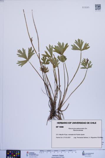 Ranunculus peduncularis [Espécimen: ]