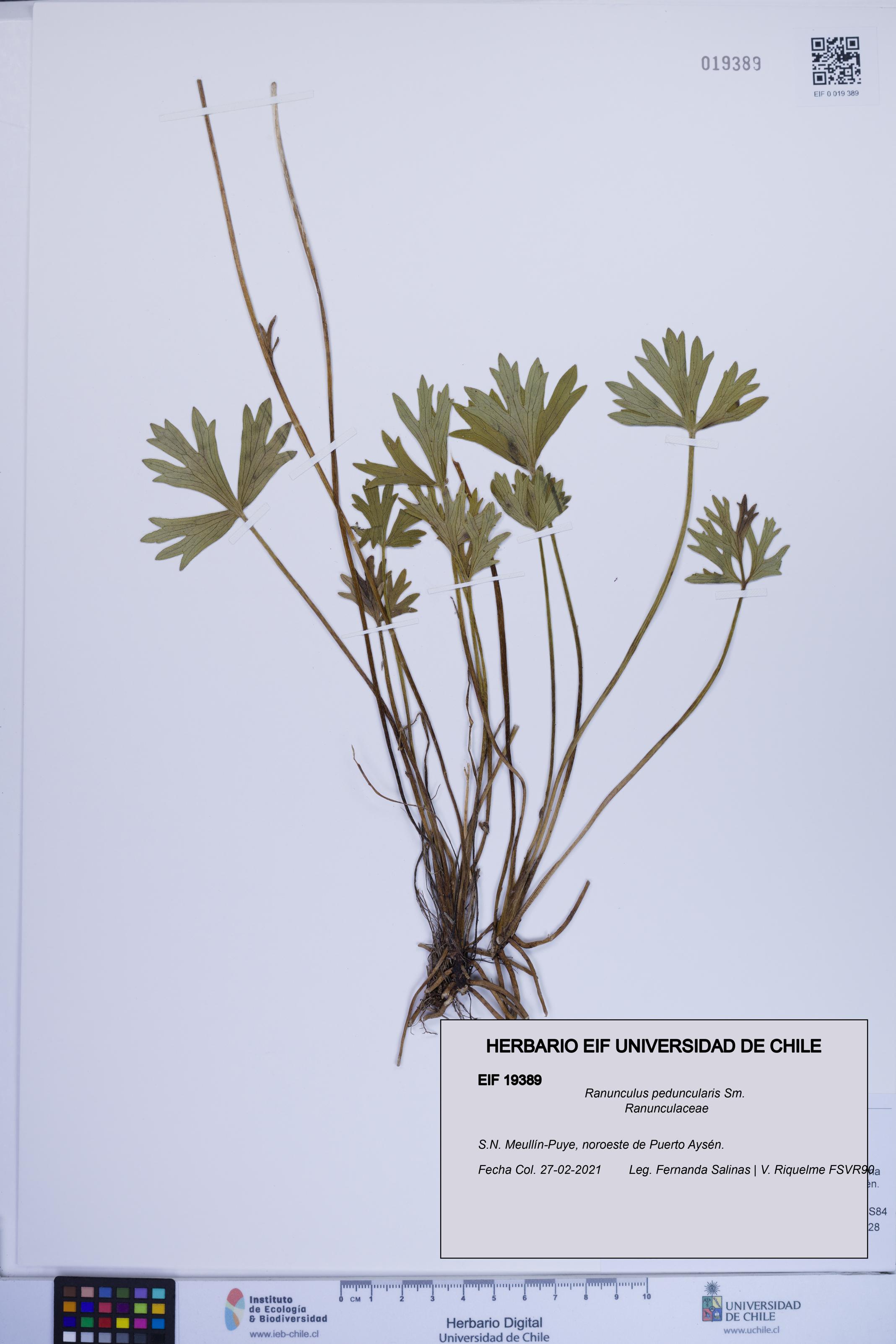 Ranunculus peduncularis [Espécimen: ]