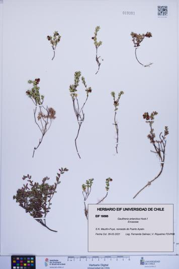 Gaultheria antarctica [Espécimen: ]