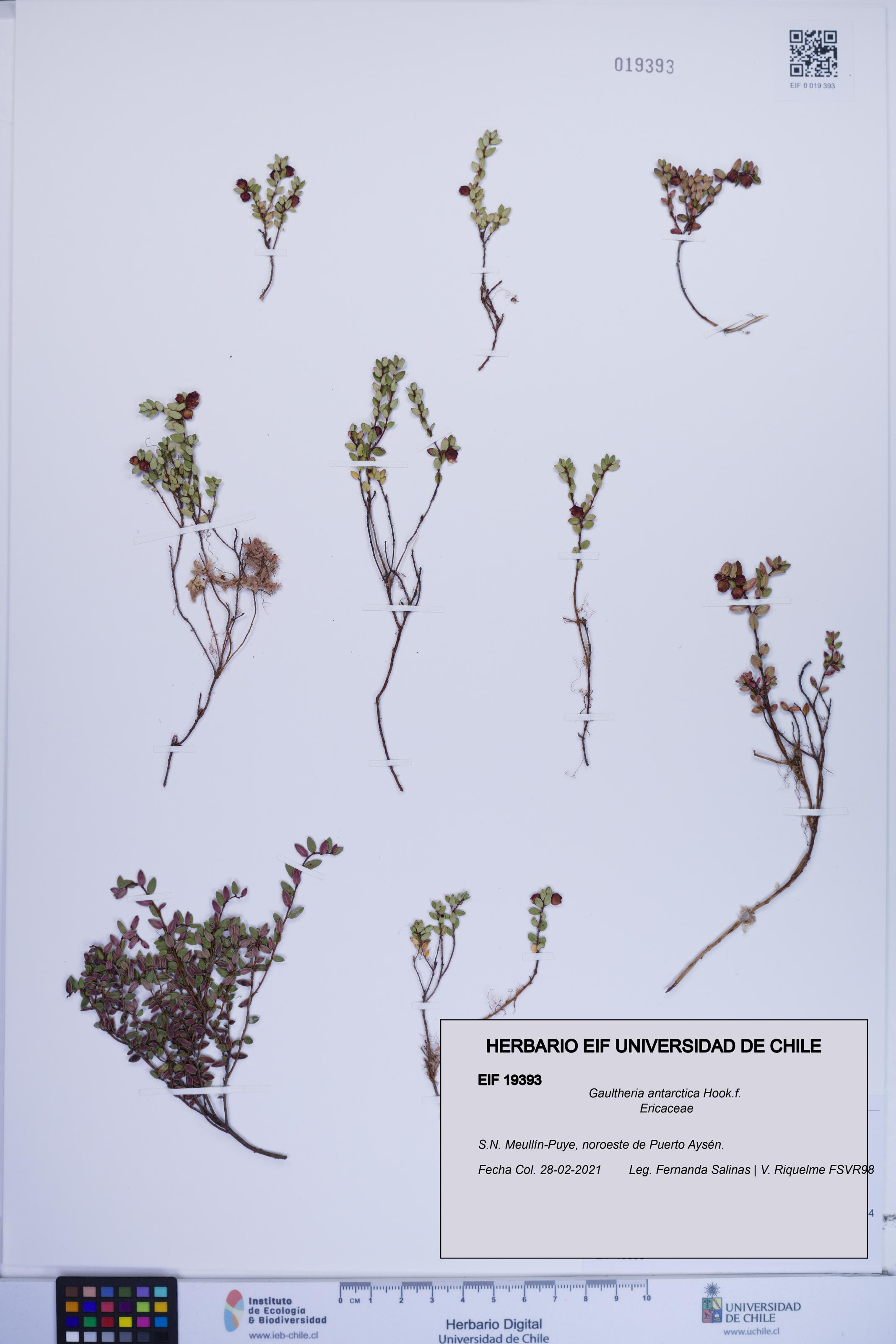 Gaultheria antarctica [Espécimen: ]