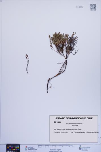 Gaultheria antarctica [Espécimen: ]