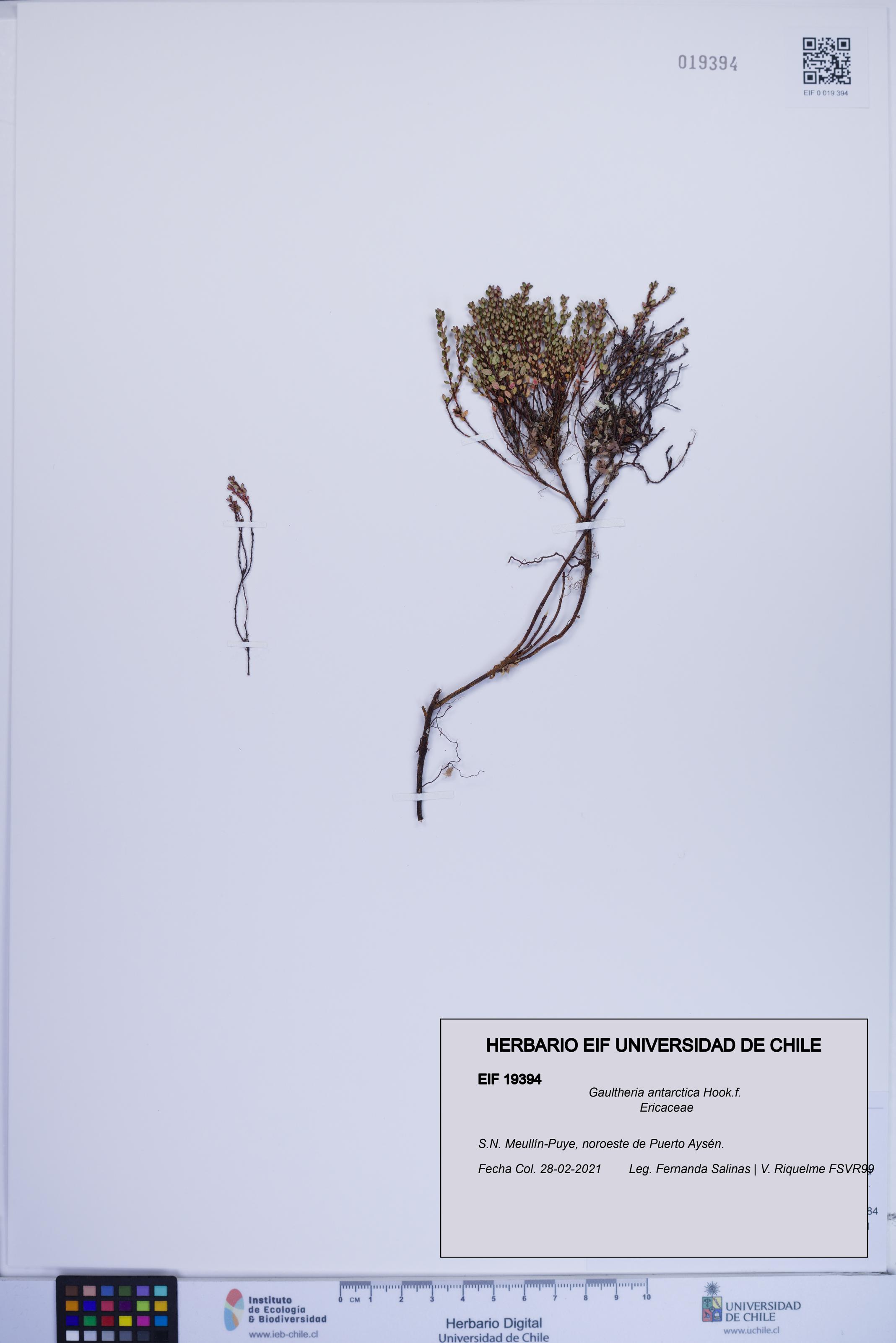 Gaultheria antarctica [Espécimen: ]