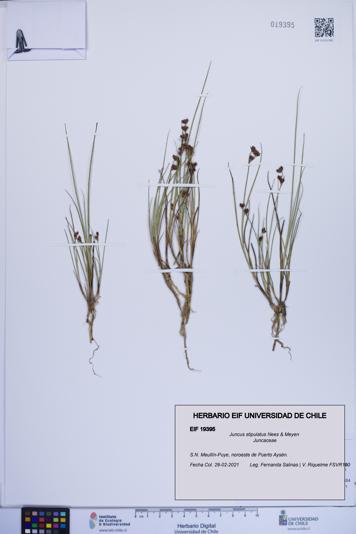 Juncus stipulatus [Espécimen: ]