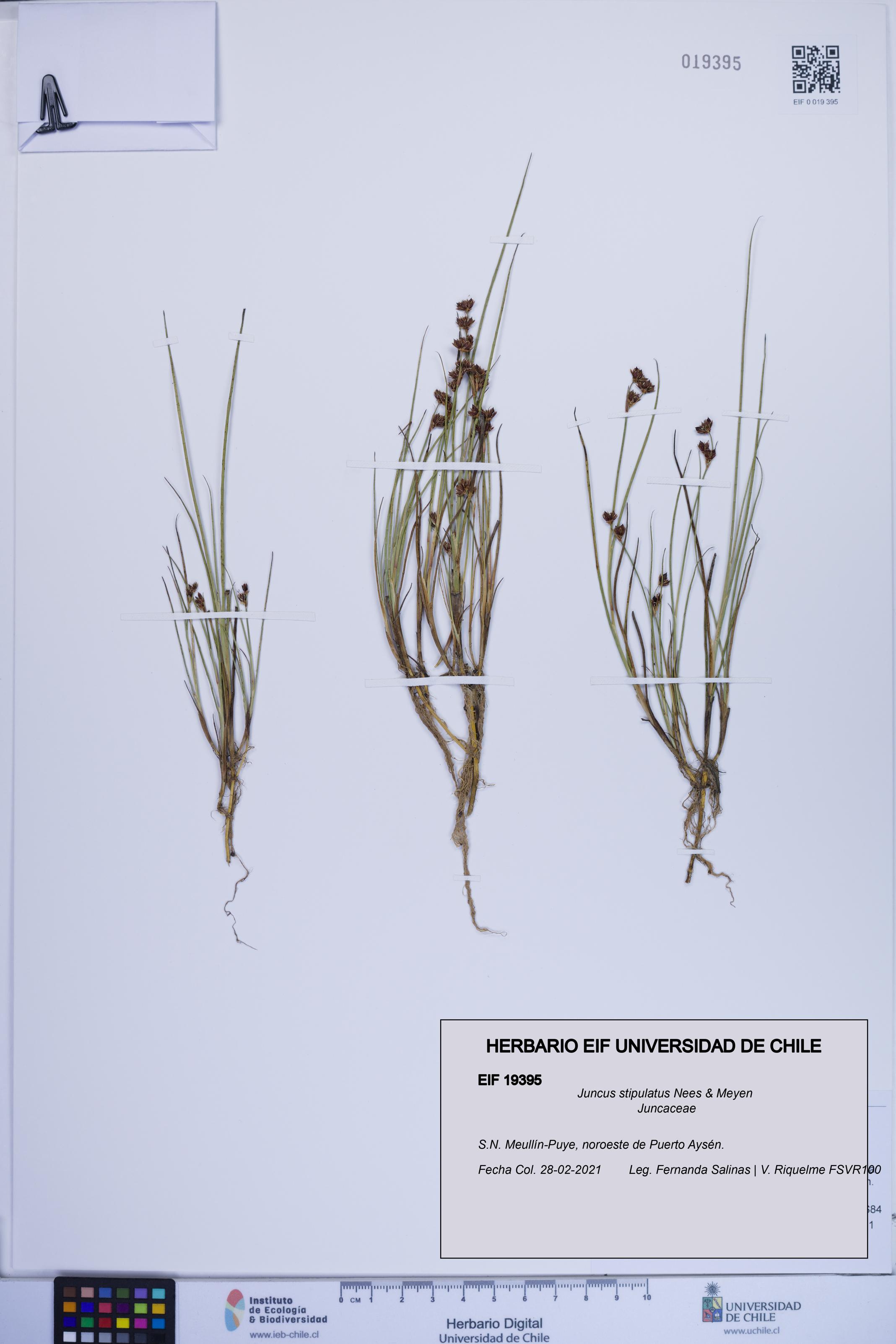 Juncus stipulatus [Espécimen: ]