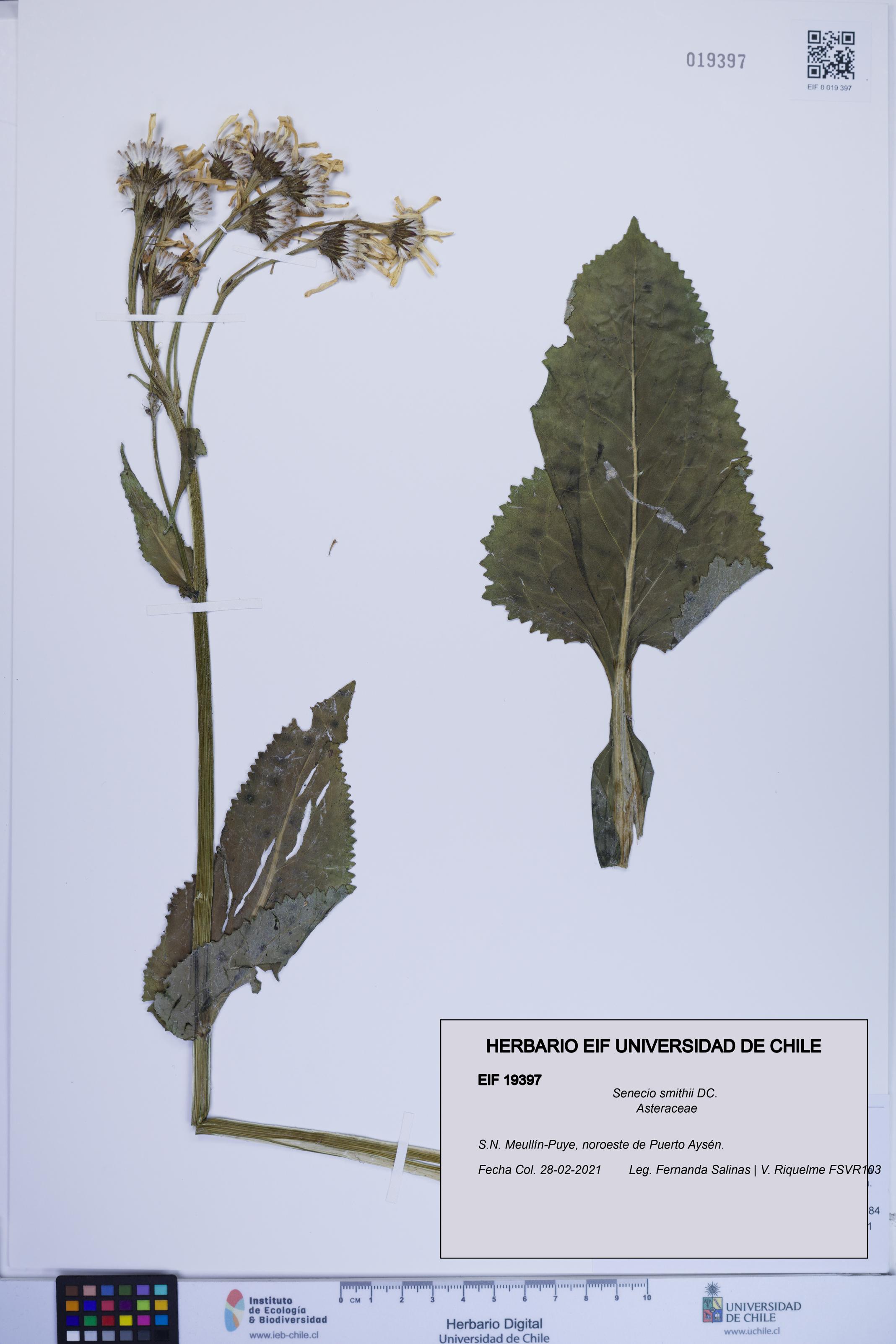 Senecio smithii [Espécimen: ]