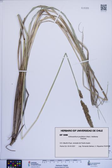 Anthoxanthum juncifolium [Espécimen: ]