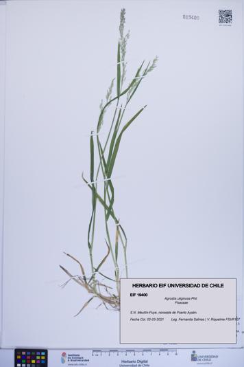 Agrostis uliginosa [Espécimen: ]