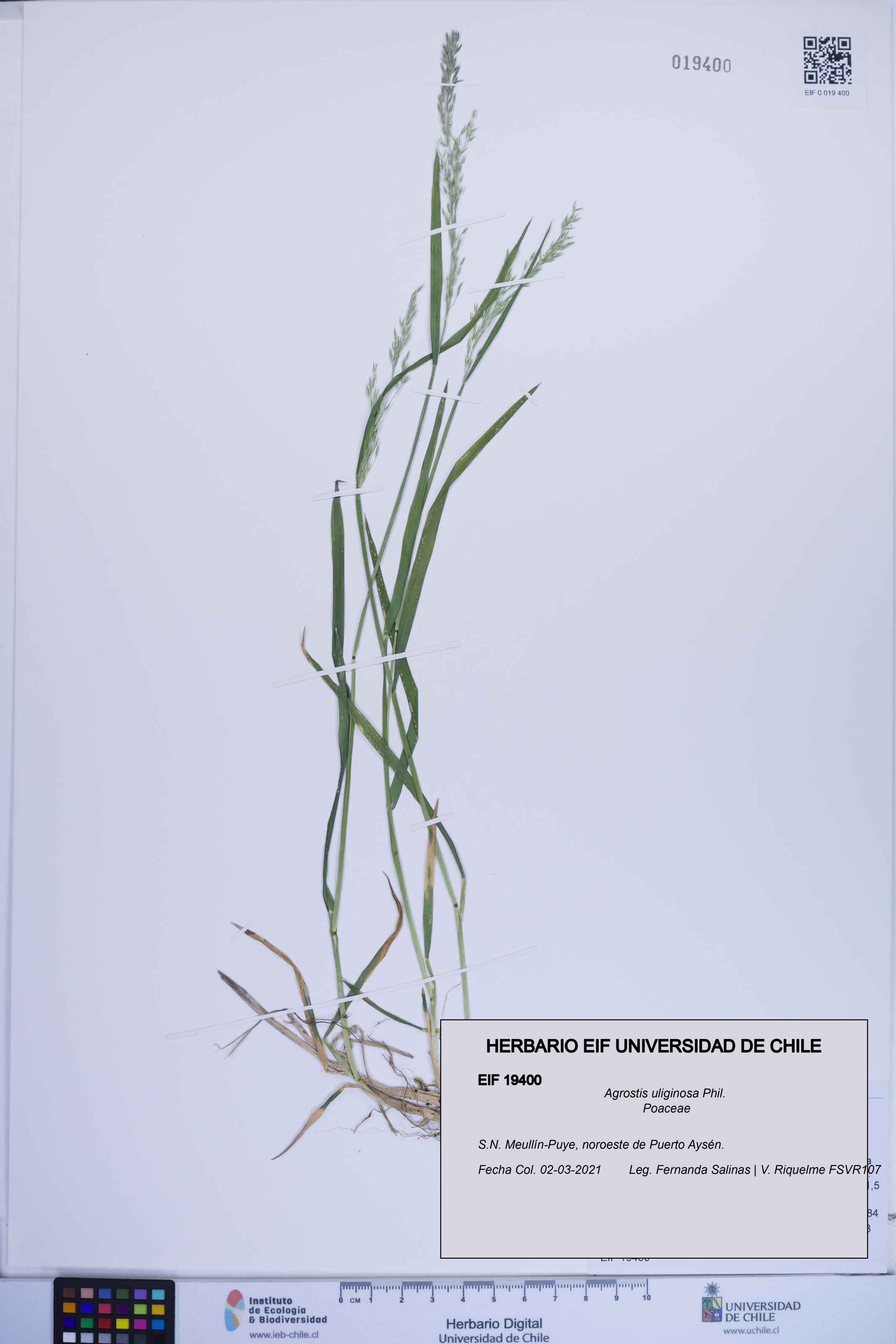 Agrostis uliginosa [Espécimen: ]
