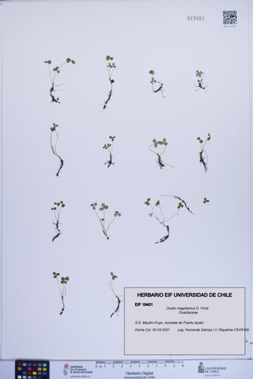 Oxalis magellanica [Espécimen: ]