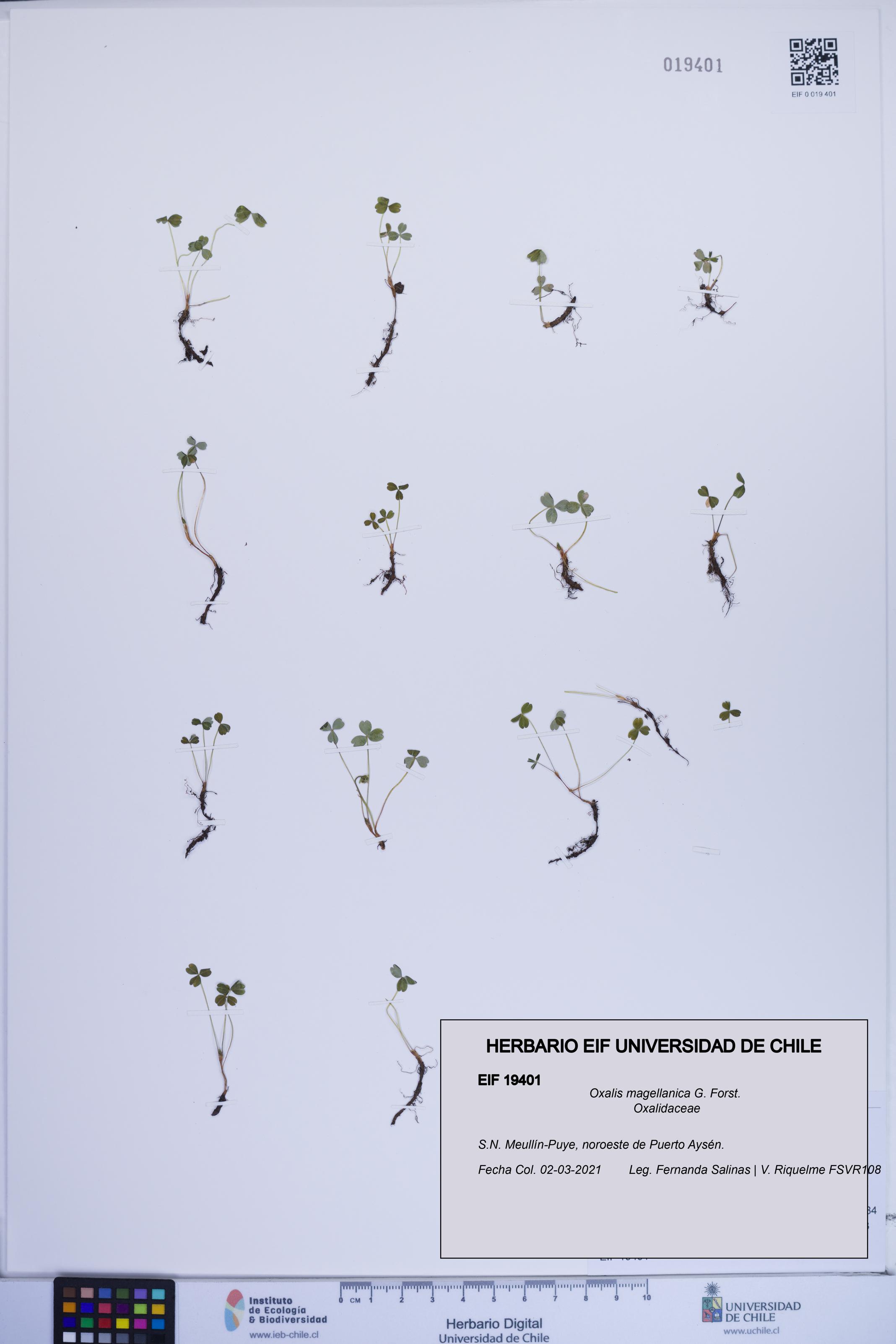 Oxalis magellanica [Espécimen: ]