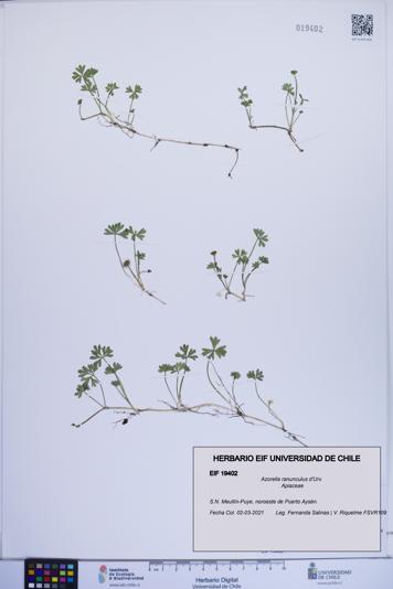 Azorella ranunculus [Espécimen: ]