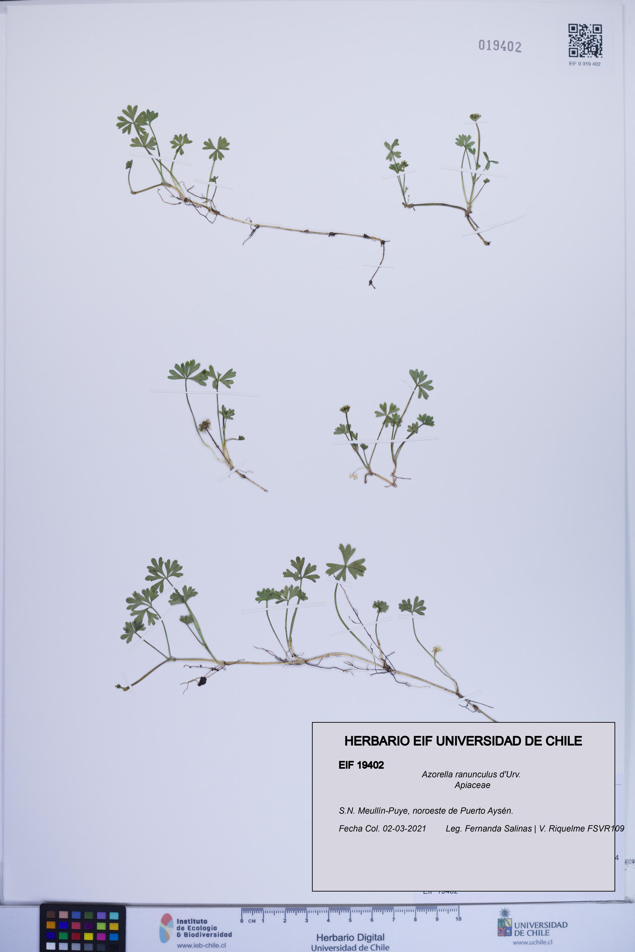 Azorella ranunculus [Espécimen: ]
