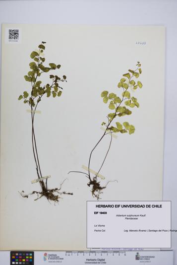 Adiantum sulphureum [Espécimen: UCH:EIF:0019403]