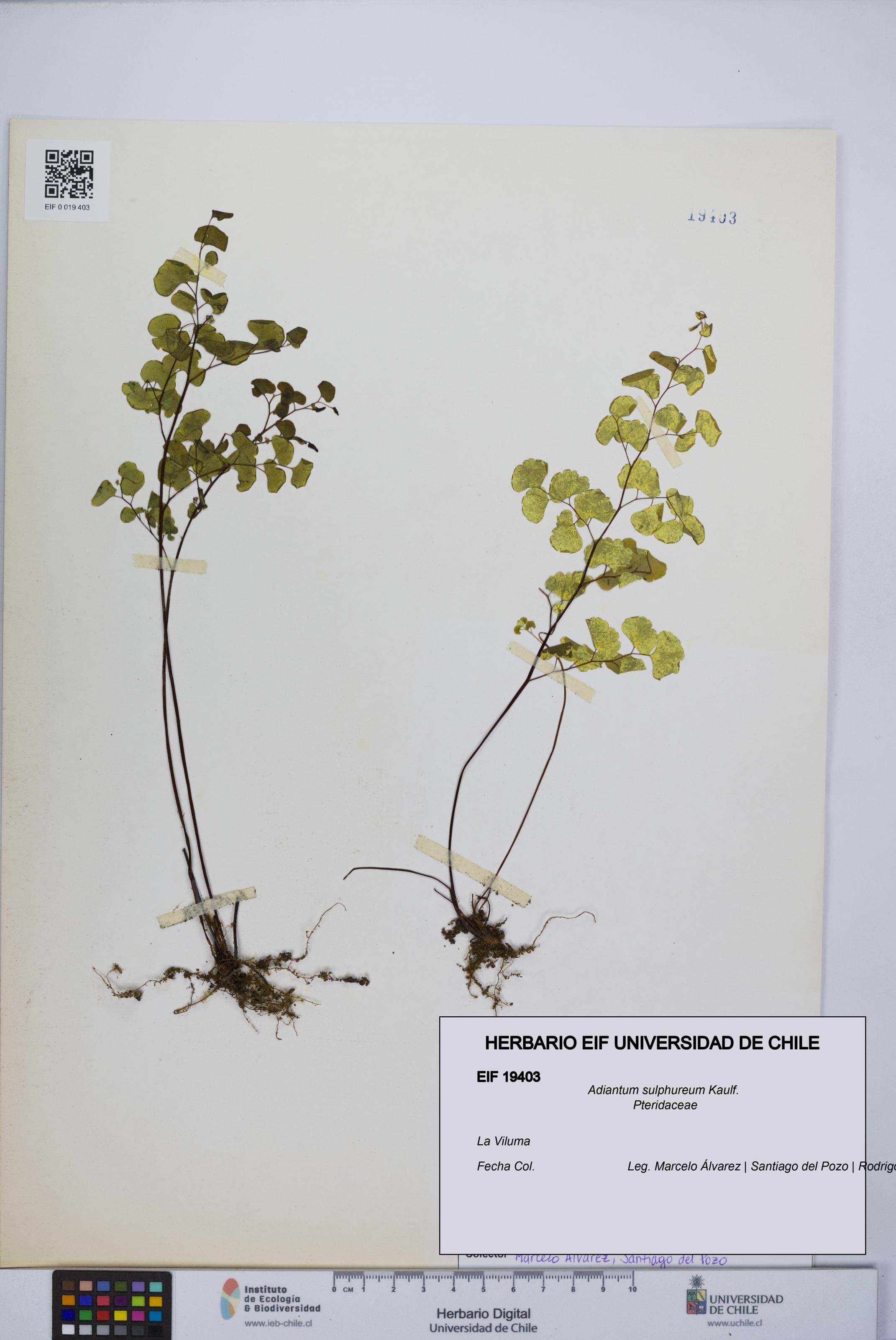 Adiantum sulphureum [Espécimen: UCH:EIF:0019403]