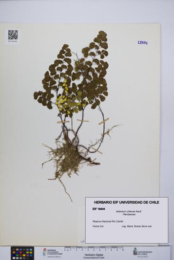 Adiantum chilense [Espécimen: UCH:EIF:0019404]