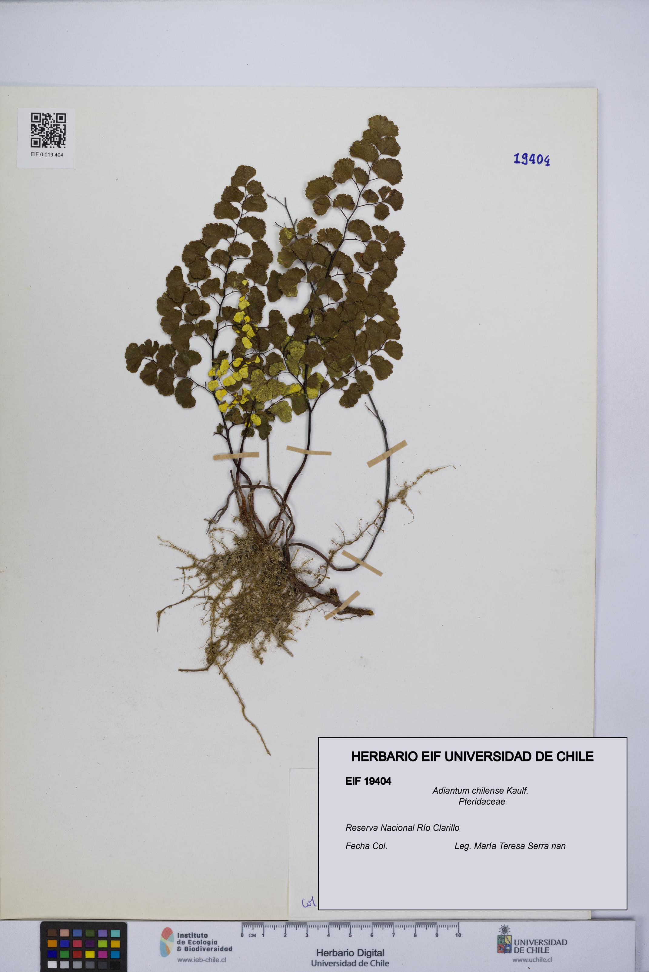 Adiantum chilense [Espécimen: UCH:EIF:0019404]