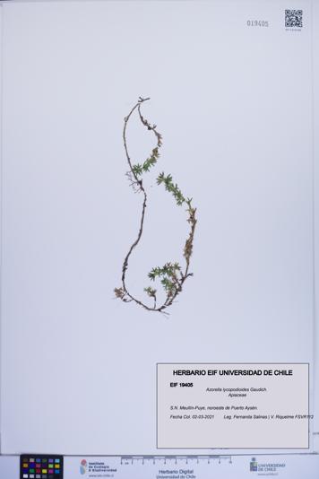 Azorella lycopodioides [Espécimen: ]