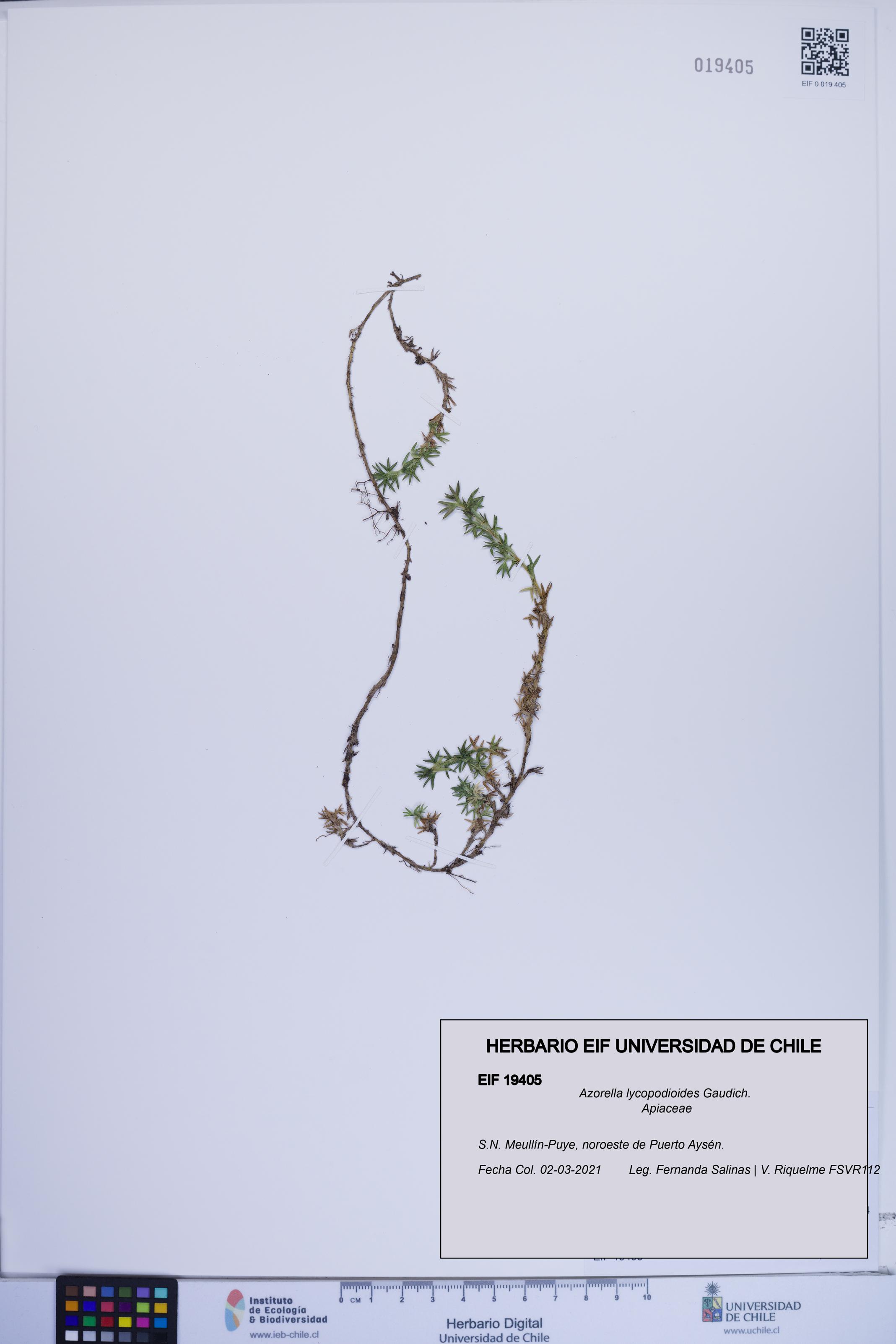 Azorella lycopodioides [Espécimen: ]