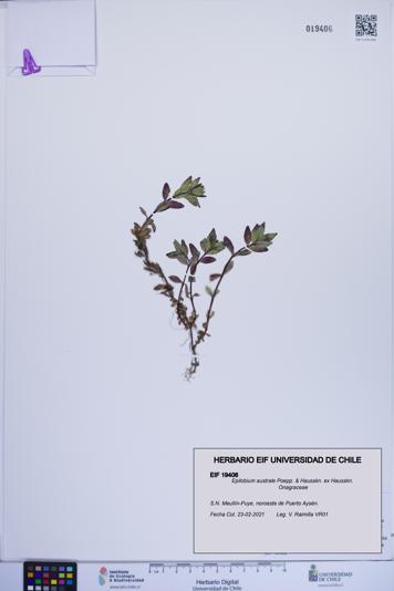 Epilobium australe [Espécimen: ]