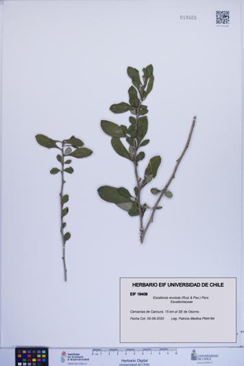 Escallonia revoluta [Espécimen: ]