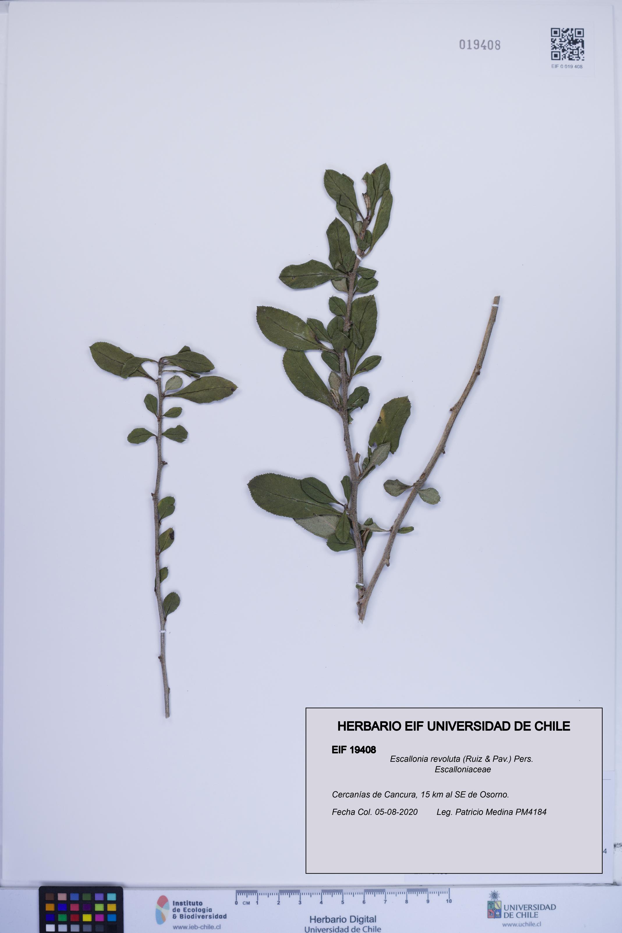 Escallonia revoluta [Espécimen: ]
