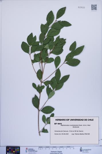 Blepharocalyx cruckshanksii [Espécimen: ]