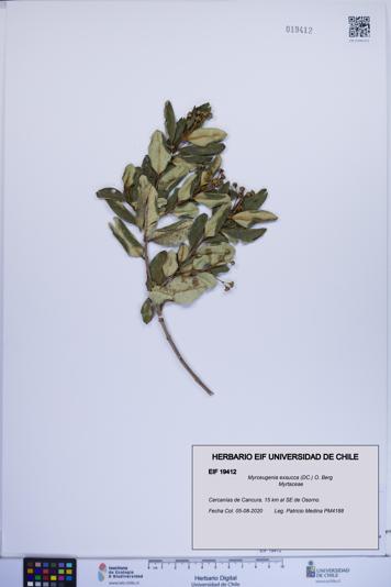 Myrceugenia exsucca [Espécimen: ]