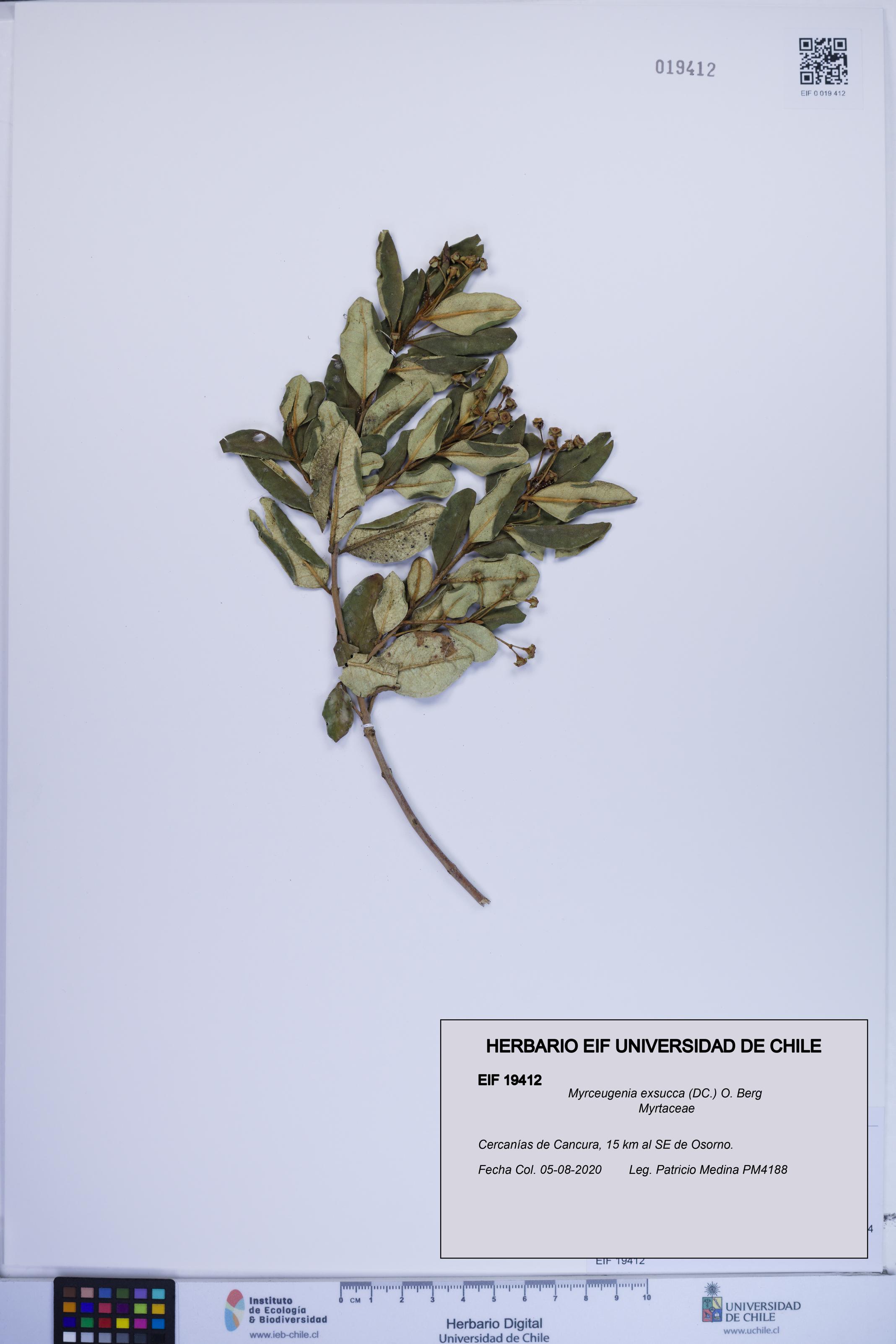 Myrceugenia exsucca [Espécimen: ]
