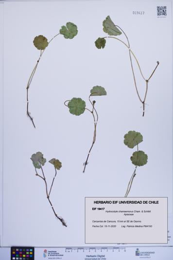 Hydrocotyle chamaemorus [Espécimen: ]