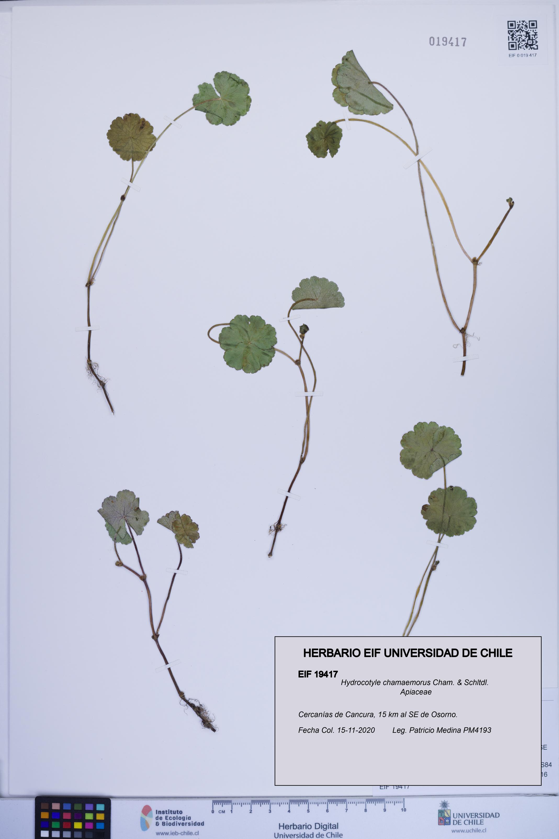 Hydrocotyle chamaemorus [Espécimen: ]