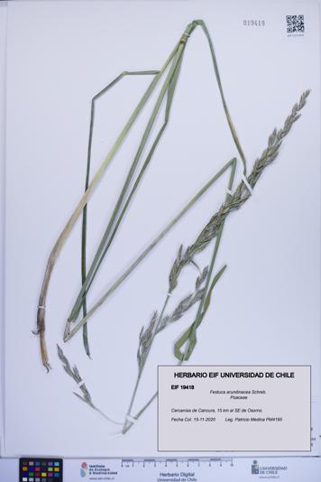 Festuca arundinacea [Espécimen: ]