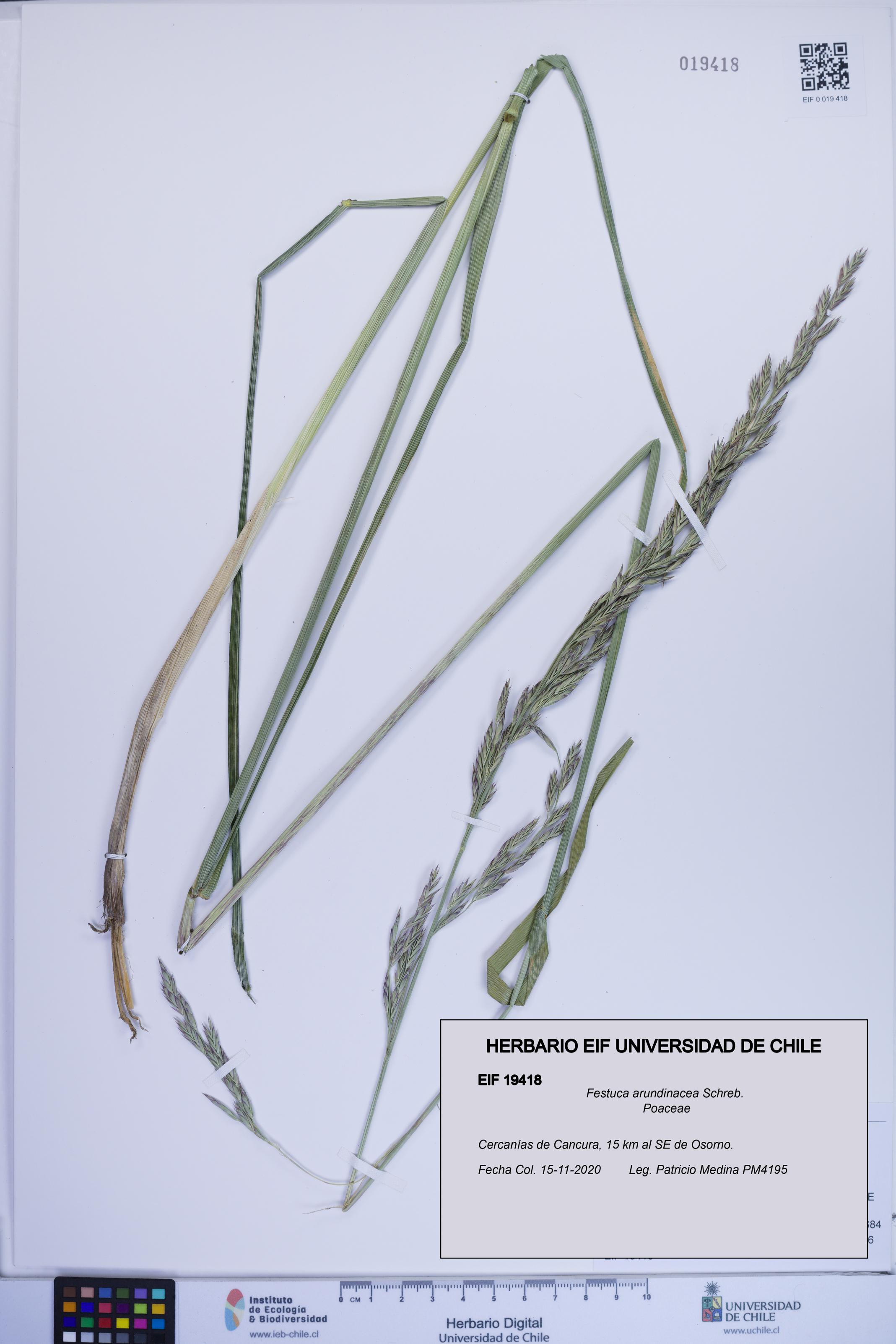 Festuca arundinacea [Espécimen: ]