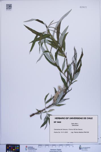 Salix alba [Espécimen: ]