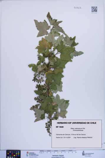 Ribes valdivianum [Espécimen: ]