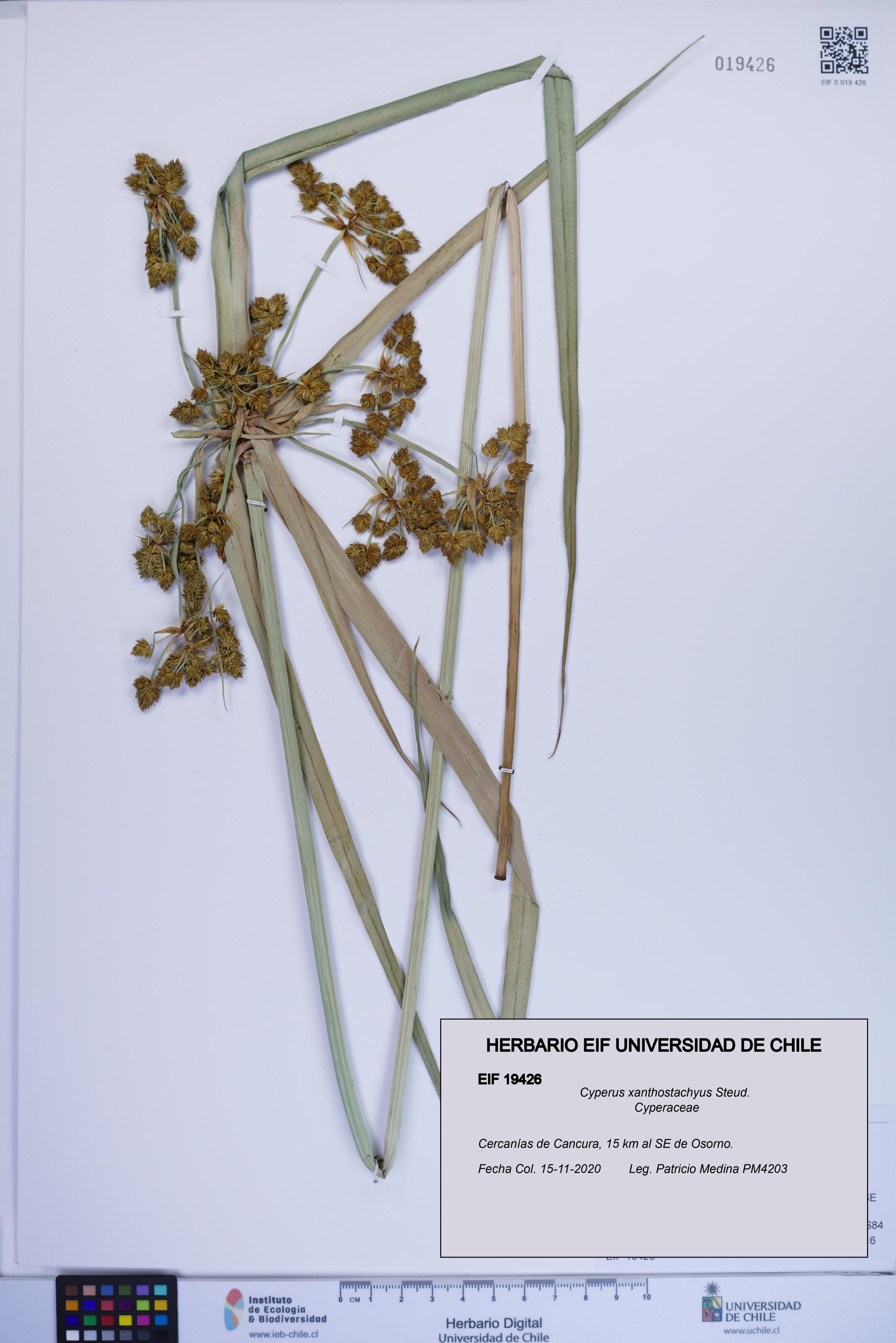 Cyperus xanthostachyus [Espécimen: ]