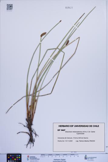 Eleocharis melanostachys [Espécimen: ]