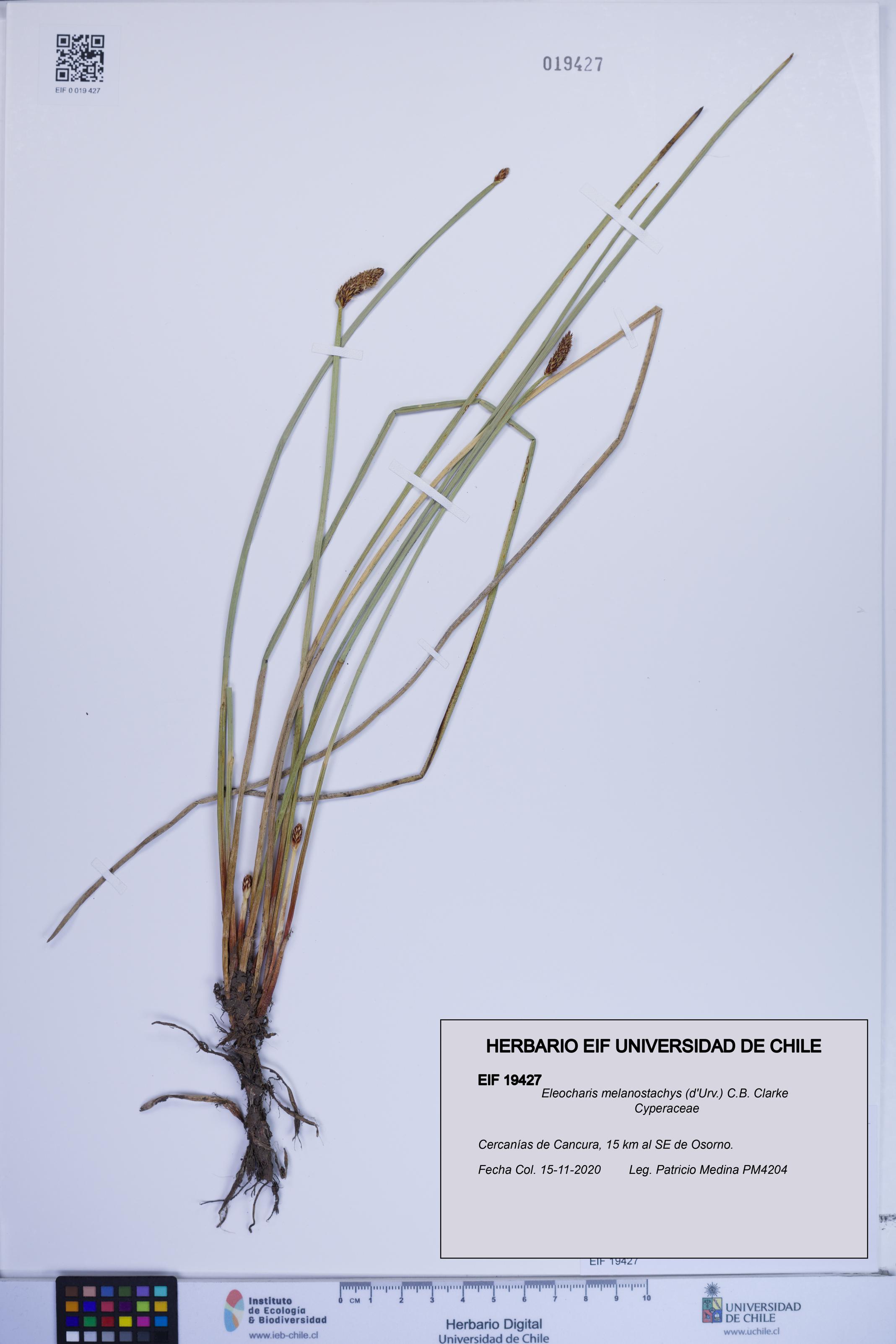 Eleocharis melanostachys [Espécimen: ]