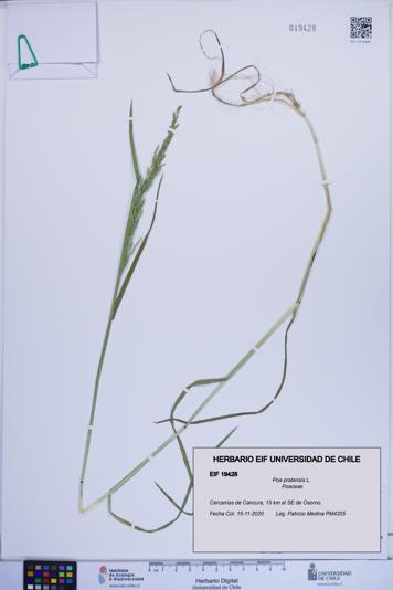 Poa pratensis [Espécimen: ]