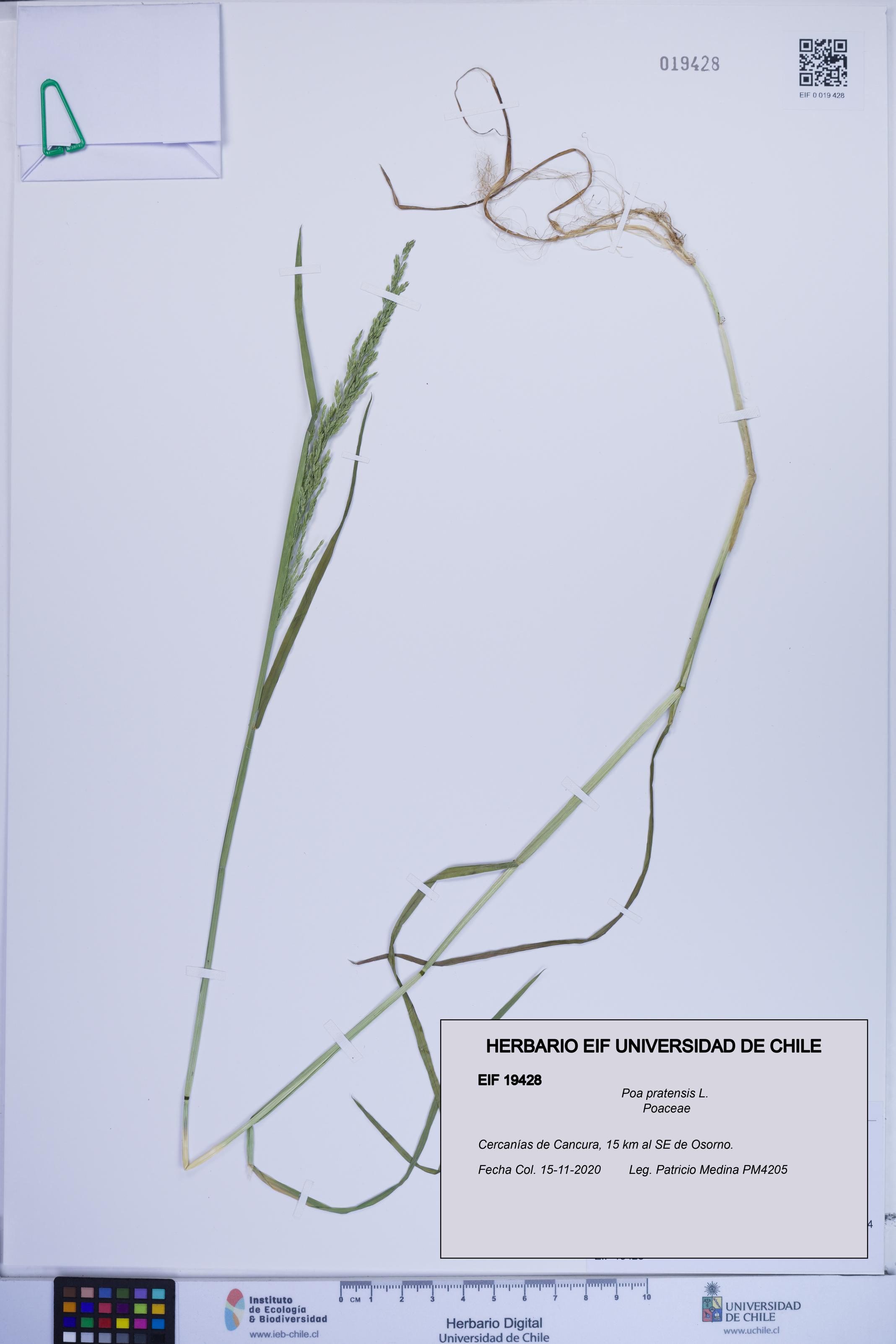 Poa pratensis [Espécimen: ]