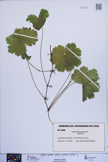 Hydrocotyle poeppigii [Espécimen: ]