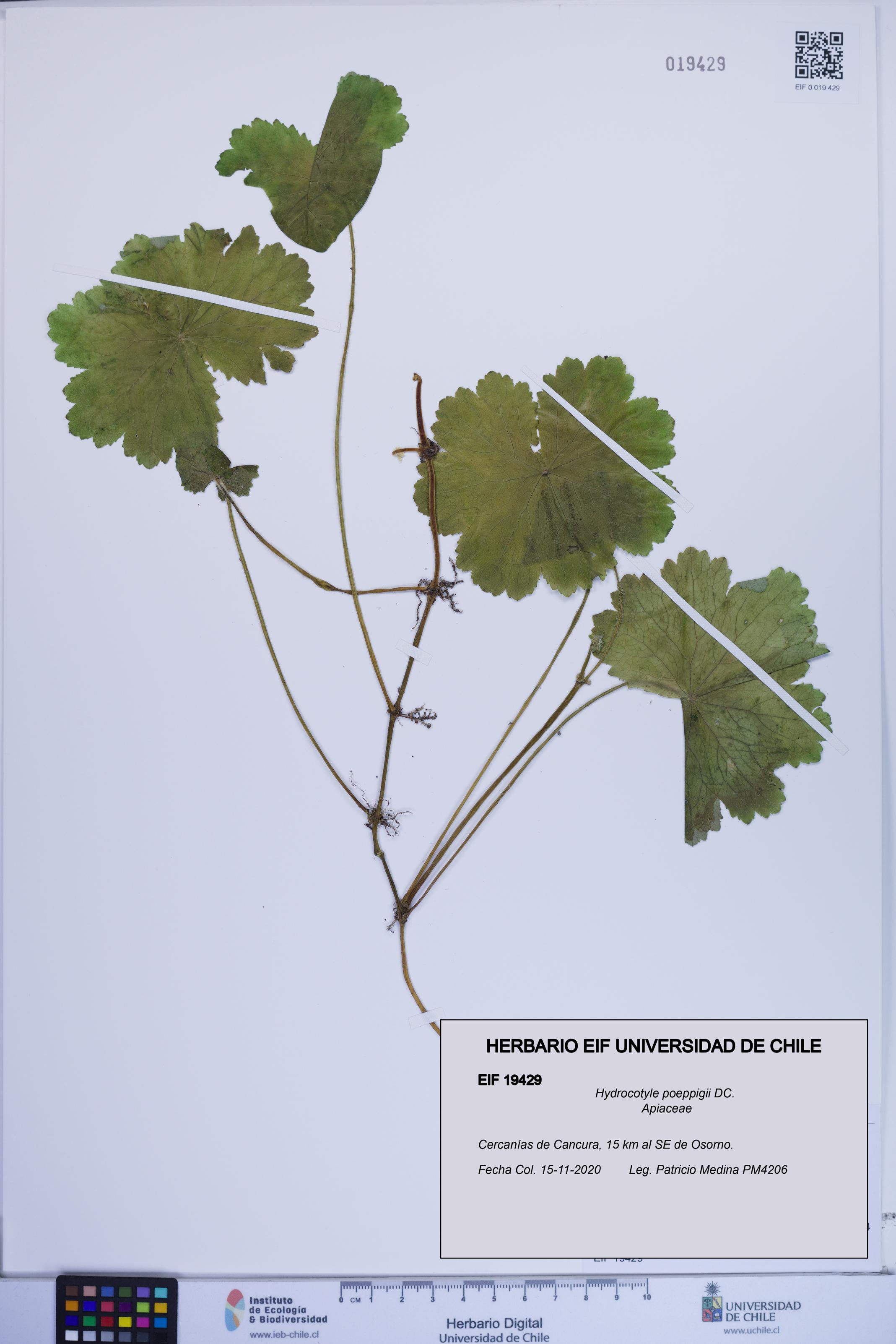 Hydrocotyle poeppigii [Espécimen: ]