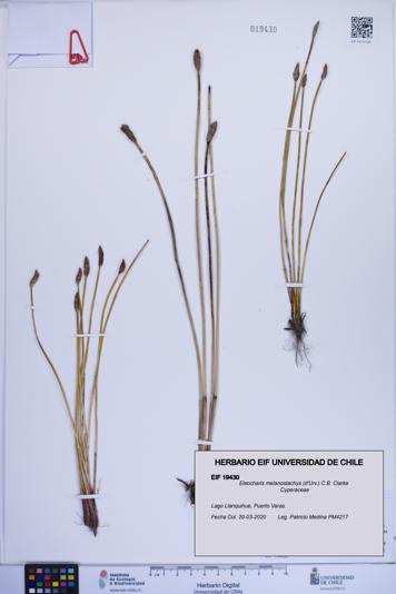 Eleocharis melanostachys [Espécimen: ]