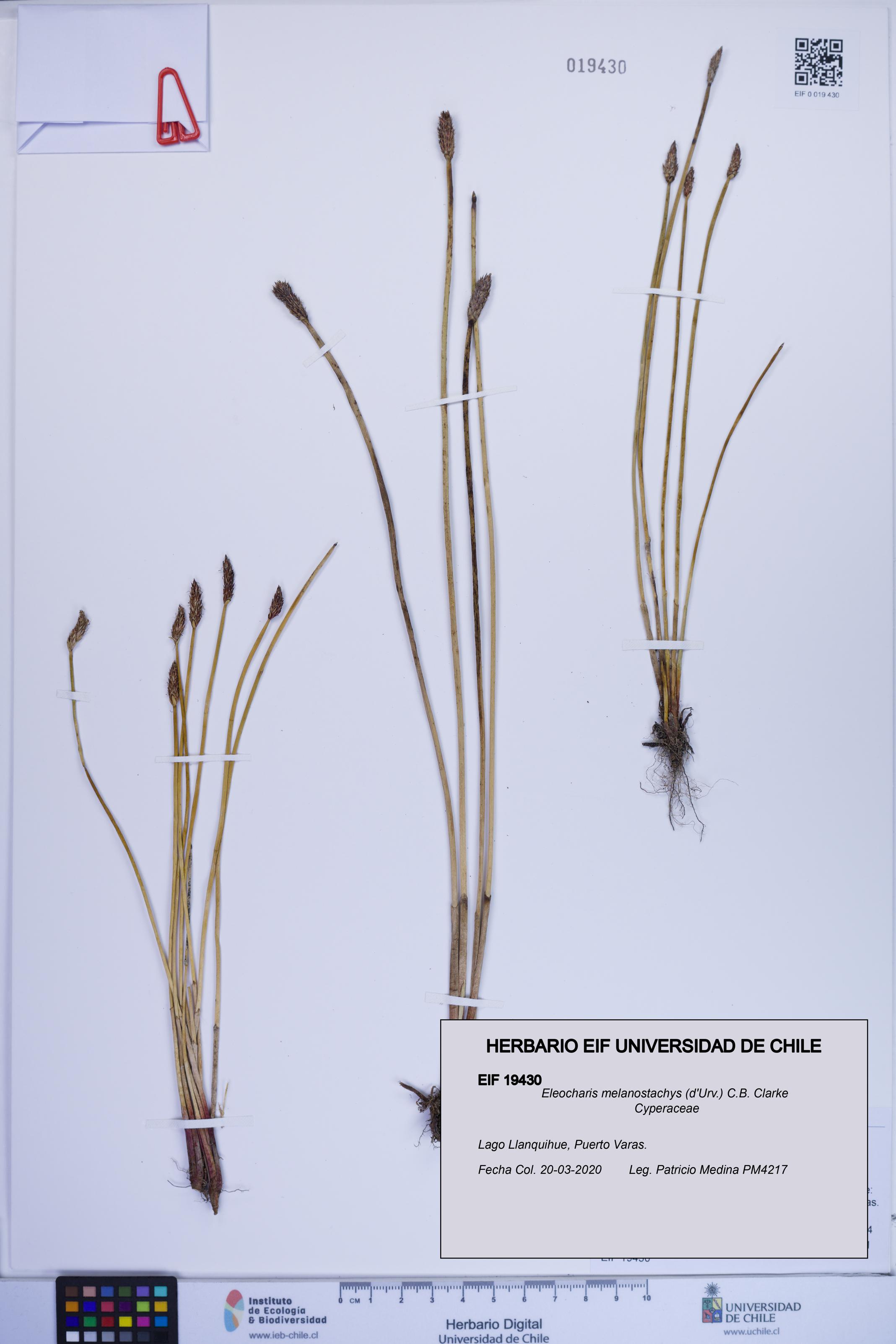 Eleocharis melanostachys [Espécimen: ]