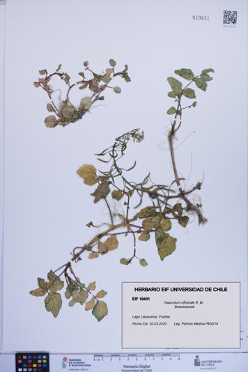 Nasturtium officinale [Espécimen: ]