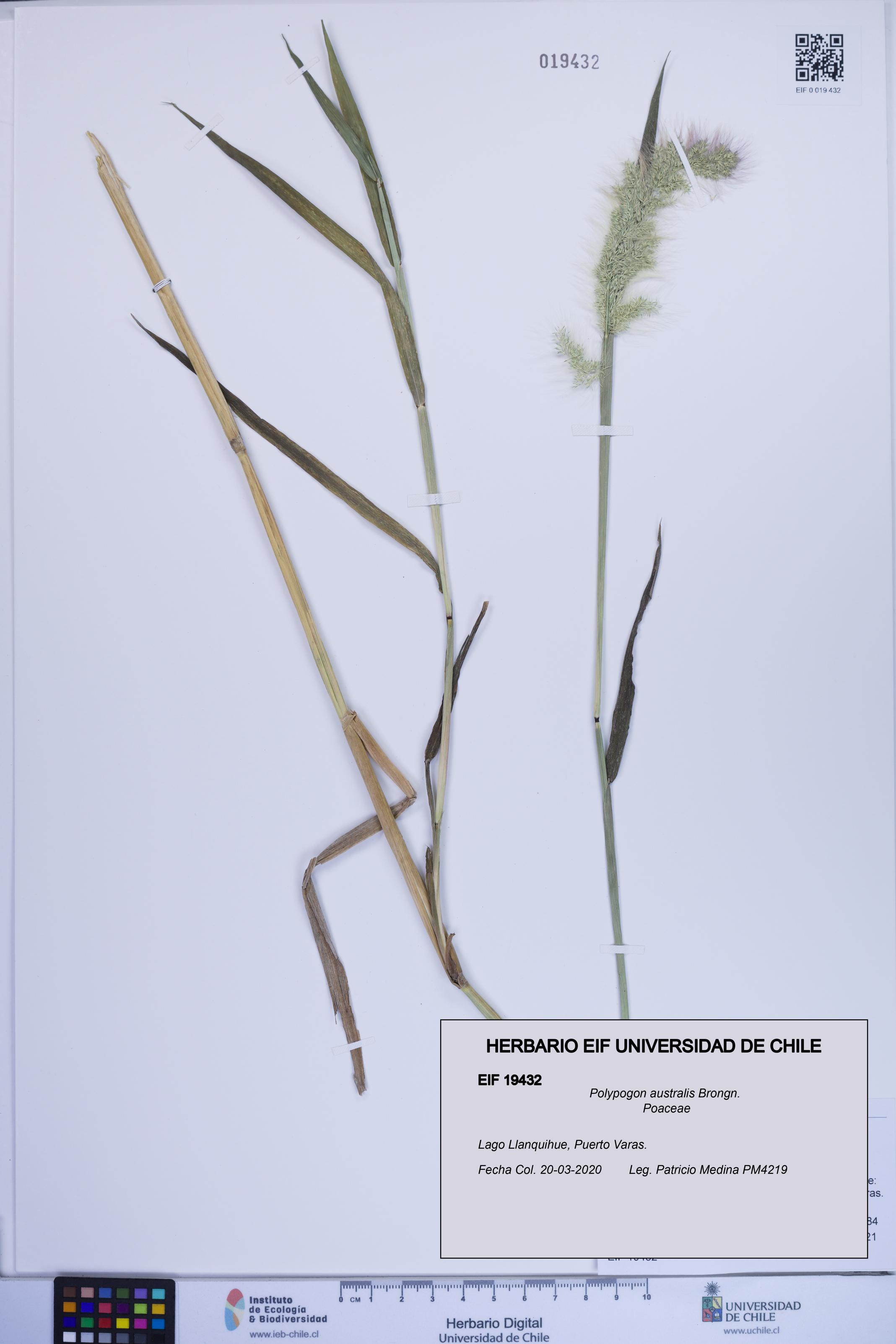 Polypogon australis [Espécimen: ]
