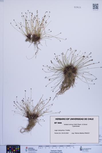 Isolepis cernua [Espécimen: ]