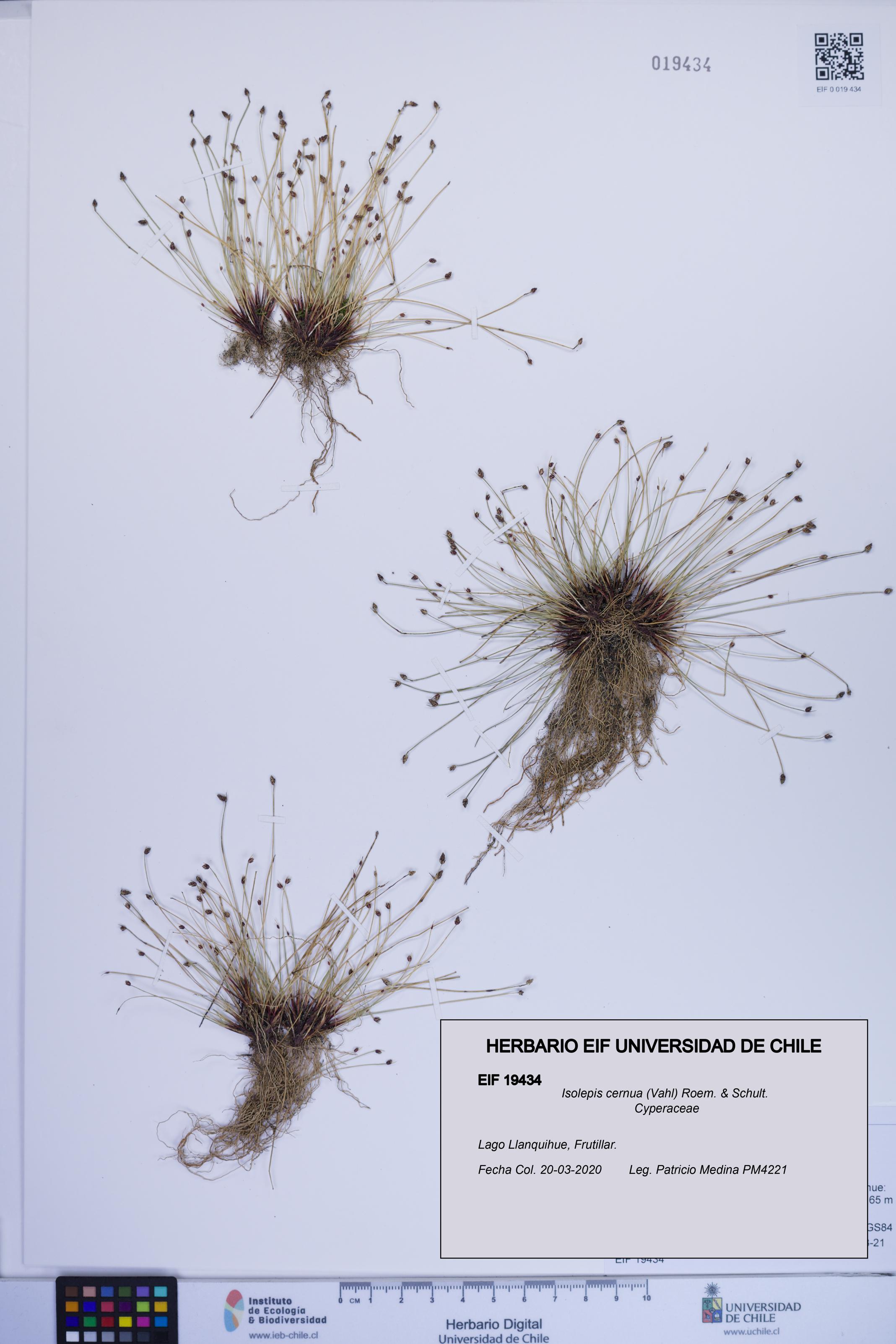 Isolepis cernua [Espécimen: ]