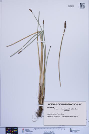 Eleocharis melanostachys [Espécimen: ]